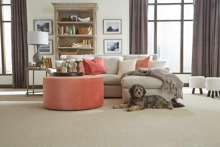 dog laying on carpet flooring